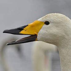 Cygne chanteur