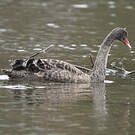 Cygne noir