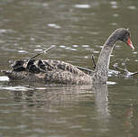 Cygne noir