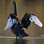 Cygne noir