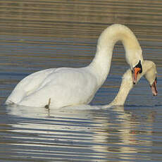 Cygne tuberculé