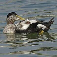 Eider à duvet