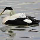 Eider à duvet