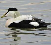 Common Eider Somateria Mollissima