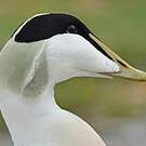 Eider à duvet