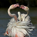 Flamant rose