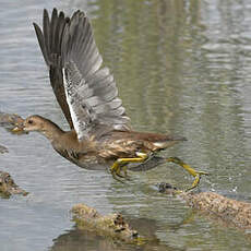 Gallinule poule-d'eau