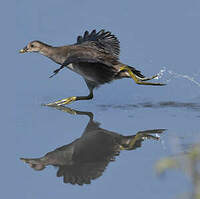 Gallinule poule-d'eau