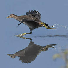 Gallinule poule-d'eau