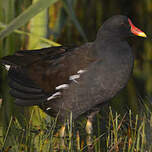 Gallinule poule-d'eau