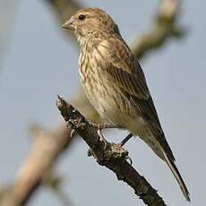 Linotte mélodieuse