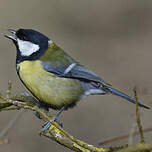 Mésange charbonnière