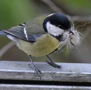 Mésange charbonnière