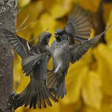 Moineau domestique