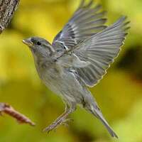 Moineau domestique