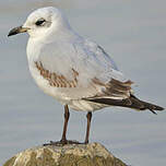 Mouette mélanocéphale