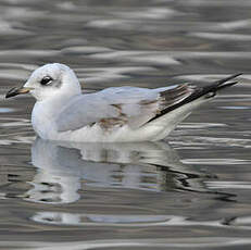 Mouette mélanocéphale