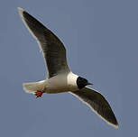 Mouette pygmée