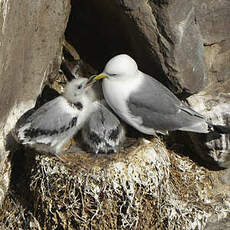 Mouette tridactyle