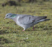 Pigeon colombin