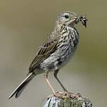 Pipit farlouse