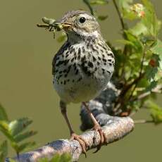 Pipit farlouse