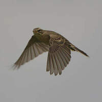 Pipit rousseline