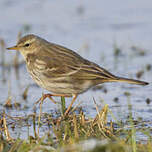 Pipit spioncelle