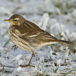 Pipit spioncelle