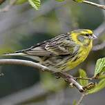 Serin cini