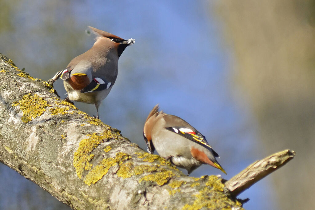 Bohemian Waxwing, identification