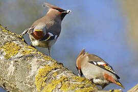 Bohemian Waxwing