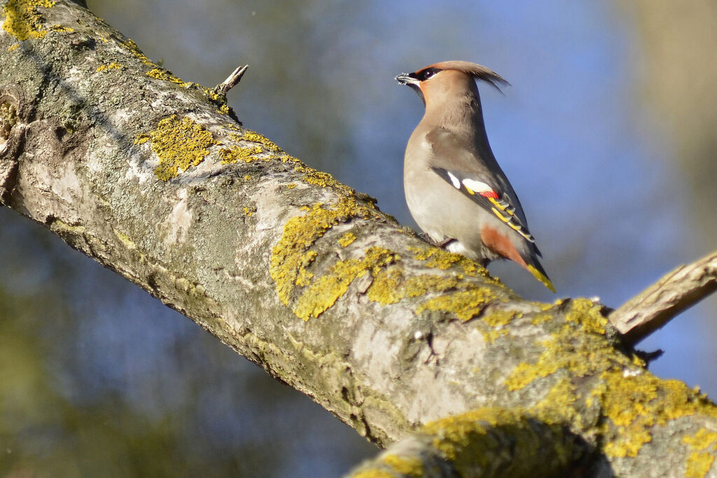 Bohemian Waxwing, Reproduction-nesting