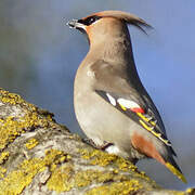 Bohemian Waxwing