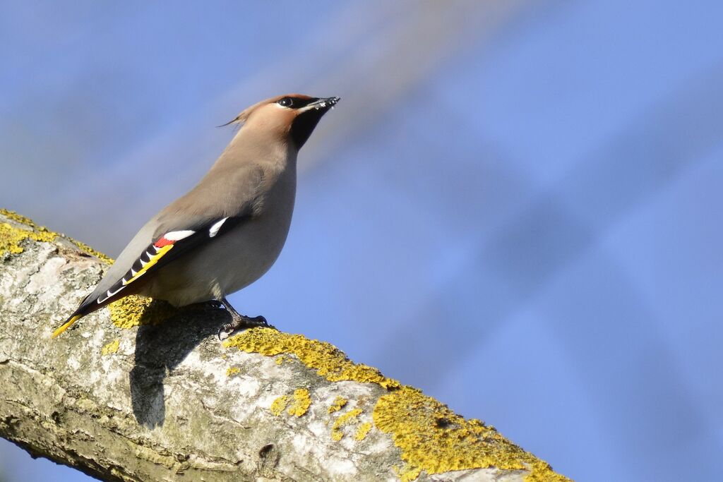 Bohemian Waxwing, identification