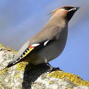 Bohemian Waxwing