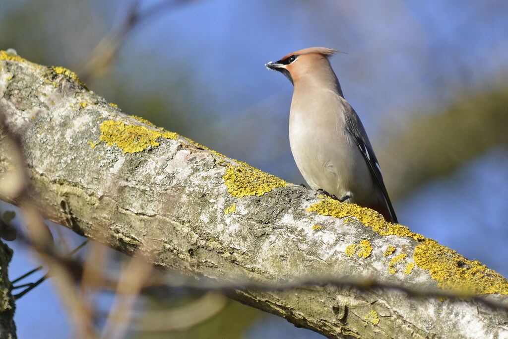 Bohemian Waxwing