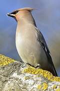 Bohemian Waxwing