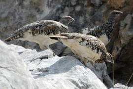 Rock Ptarmigan