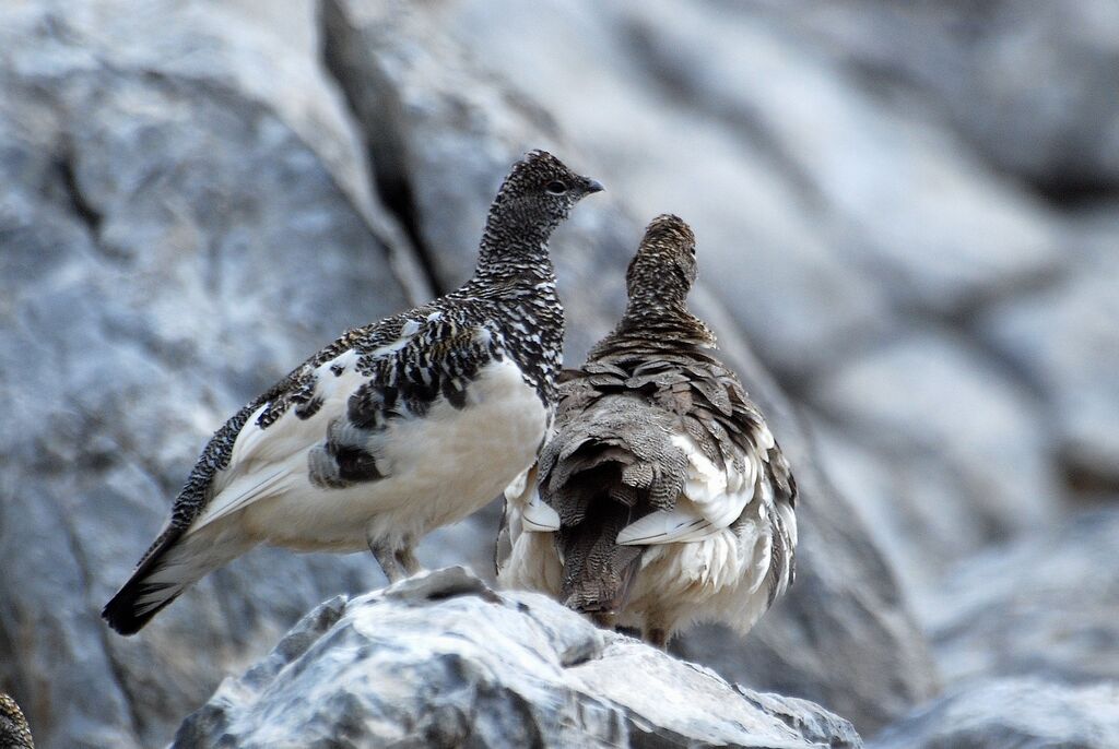 Lagopède alpin, identification