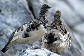 Rock Ptarmigan