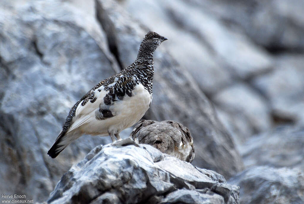 Lagopède alpin, identification