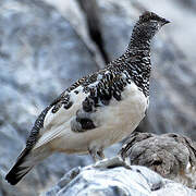 Rock Ptarmigan