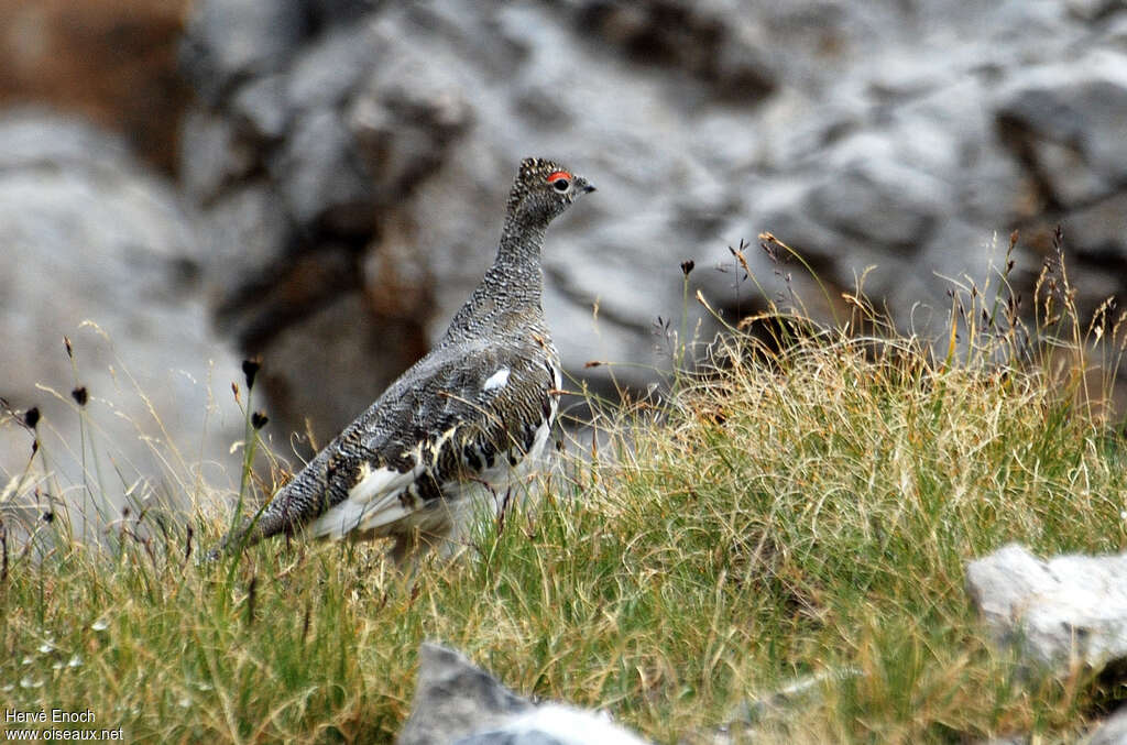 Lagopède alpin mâle adulte, identification