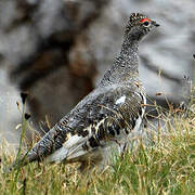 Rock Ptarmigan