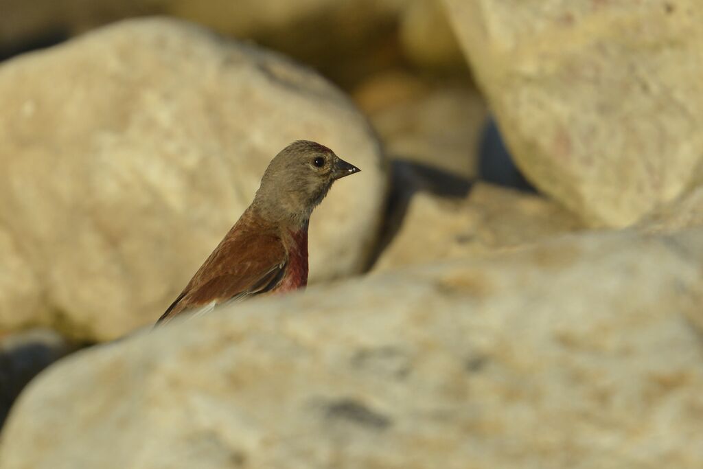 Common Linnet male adult breeding