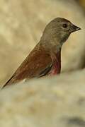 Common Linnet