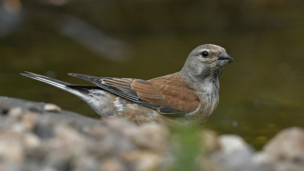 Common Linnet male adult, identification