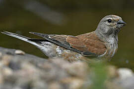 Common Linnet