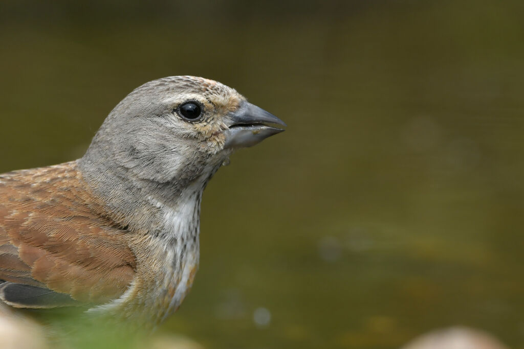 Common Linnet male adult, close-up portrait